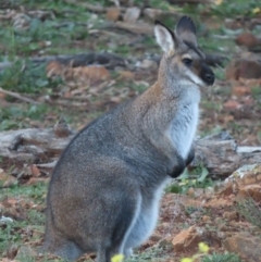 Notamacropus rufogriseus (Red-necked Wallaby) at Red Hill Nature Reserve - 14 Jul 2020 by roymcd