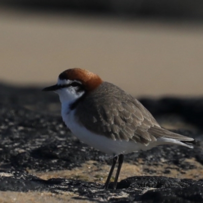Anarhynchus ruficapillus (Red-capped Plover) at Congo, NSW - 6 Jul 2020 by jb2602