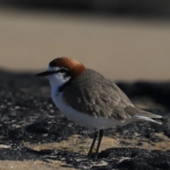 Anarhynchus ruficapillus (Red-capped Plover) at Congo, NSW - 6 Jul 2020 by jbromilow50