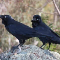 Corvus coronoides (Australian Raven) at Garran, ACT - 14 Jul 2020 by roymcd
