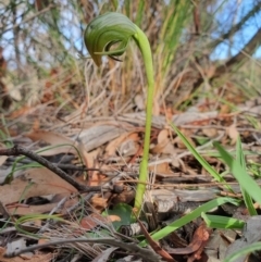 Pterostylis nutans (Nodding Greenhood) at Point 26 - 14 Jul 2020 by shoko