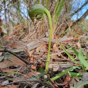 Pterostylis nutans at Point 26 - 14 Jul 2020