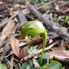 Pterostylis nutans at Point 26 - 14 Jul 2020