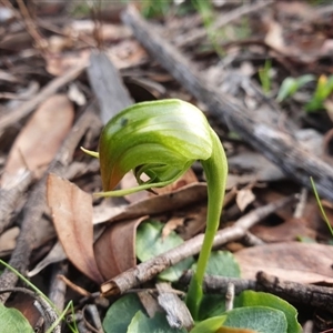 Pterostylis nutans at Point 26 - 14 Jul 2020