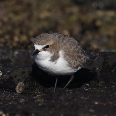 Anarhynchus ruficapillus (Red-capped Plover) at Congo, NSW - 6 Jul 2020 by jbromilow50