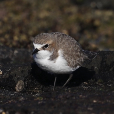 Anarhynchus ruficapillus (Red-capped Plover) at Congo, NSW - 6 Jul 2020 by jb2602