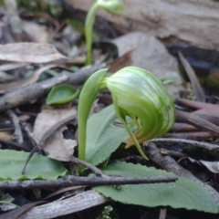 Pterostylis nutans (Nodding Greenhood) at Acton, ACT - 14 Jul 2020 by shoko