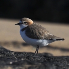 Charadrius ruficapillus (Red-capped Plover) at Congo, NSW - 6 Jul 2020 by jbromilow50