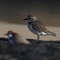 Anarhynchus bicinctus (Double-banded Plover) at Congo, NSW - 6 Jul 2020 by jb2602