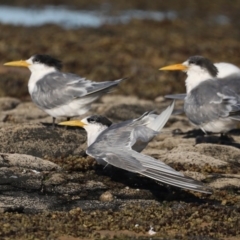 Thalasseus bergii (Crested Tern) at Congo, NSW - 6 Jul 2020 by jb2602