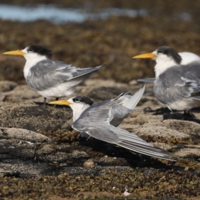 Thalasseus bergii (Crested Tern) at Eurobodalla National Park - 6 Jul 2020 by jb2602