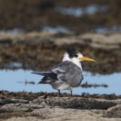 Thalasseus bergii at Congo, NSW - 6 Jul 2020 02:53 PM