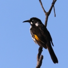 Phylidonyris novaehollandiae (New Holland Honeyeater) at Congo, NSW - 5 Jul 2020 by jb2602