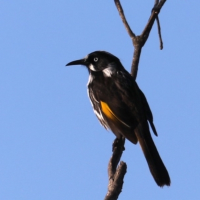 Phylidonyris novaehollandiae (New Holland Honeyeater) at Congo, NSW - 6 Jul 2020 by jb2602