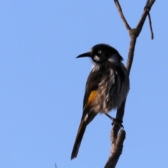 Phylidonyris novaehollandiae at Congo, NSW - 6 Jul 2020 08:56 AM