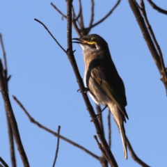 Caligavis chrysops (Yellow-faced Honeyeater) at Congo, NSW - 6 Jul 2020 by jb2602