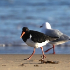 Haematopus longirostris (Australian Pied Oystercatcher) at Congo, NSW - 6 Jul 2020 by jb2602