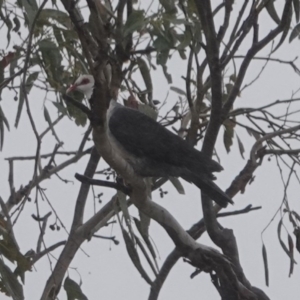 Columba leucomela at Black Range, NSW - 14 Jul 2020 11:22 AM