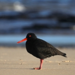 Haematopus fuliginosus (Sooty Oystercatcher) at Congo, NSW - 6 Jul 2020 by jb2602