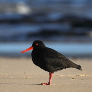 Haematopus fuliginosus at Congo, NSW - suppressed