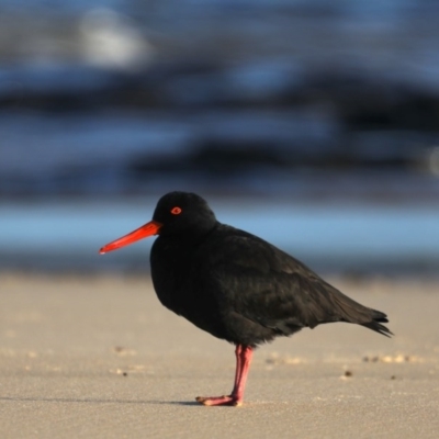 Haematopus fuliginosus (Sooty Oystercatcher) at Congo, NSW - 6 Jul 2020 by jb2602