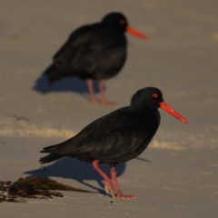 Haematopus fuliginosus at Congo, NSW - suppressed