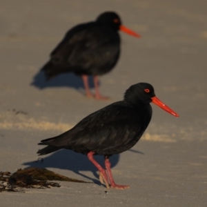 Haematopus fuliginosus at Congo, NSW - 6 Jul 2020