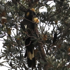 Zanda funerea (Yellow-tailed Black-Cockatoo) at Congo, NSW - 6 Jul 2020 by jb2602