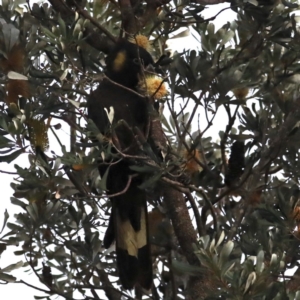 Zanda funerea at Congo, NSW - 6 Jul 2020