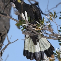 Zanda funerea at Congo, NSW - 6 Jul 2020