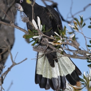 Zanda funerea at Congo, NSW - 6 Jul 2020