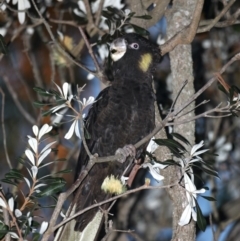 Zanda funerea at Congo, NSW - 6 Jul 2020 07:36 AM