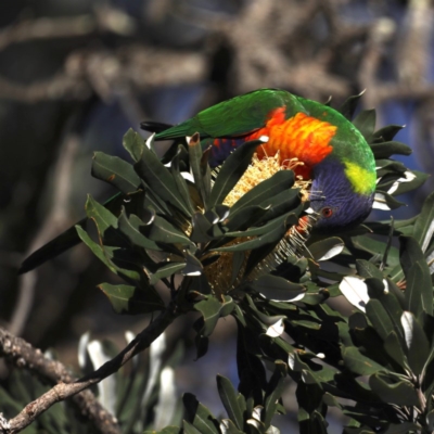 Trichoglossus moluccanus (Rainbow Lorikeet) at Congo, NSW - 5 Jul 2020 by jbromilow50