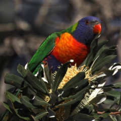 Trichoglossus moluccanus at Congo, NSW - 6 Jul 2020