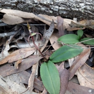 Chiloglottis seminuda at suppressed - 10 Jul 2020