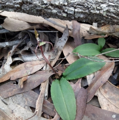 Chiloglottis seminuda (Turtle Orchid) at Wingecarribee Local Government Area - 10 Jul 2020 by LizzyM