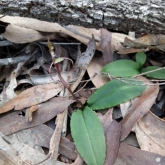 Chiloglottis seminuda (Turtle Orchid) at Woodlands, NSW - 10 Jul 2020 by LizzyM