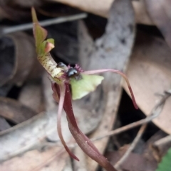 Chiloglottis seminuda (Turtle Orchid) at Woodlands - 10 Jul 2020 by LizzyM