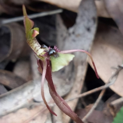 Chiloglottis seminuda (Turtle Orchid) at Woodlands - 10 Jul 2020 by LizzyM