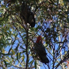 Callocephalon fimbriatum (Gang-gang Cockatoo) at Broulee Moruya Nature Observation Area - 10 Jul 2020 by LisaH