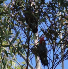 Callocephalon fimbriatum at Moruya, NSW - 10 Jul 2020