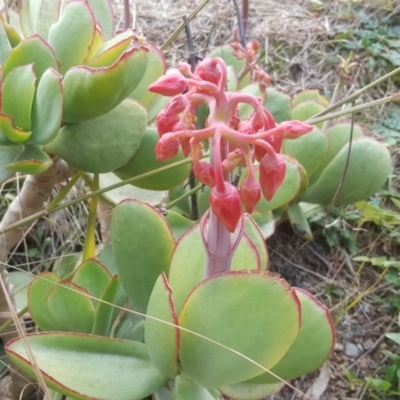 Cotyledon orbiculata (Cotyledon) at Isaacs Ridge and Nearby - 14 Jul 2020 by Mike