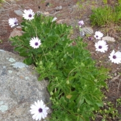 Dimorphotheca ecklonis (South African Daisy) at Isaacs, ACT - 15 Jul 2020 by Mike