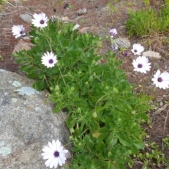 Dimorphotheca ecklonis (African Daisy) at Isaacs, ACT - 14 Jul 2020 by Mike