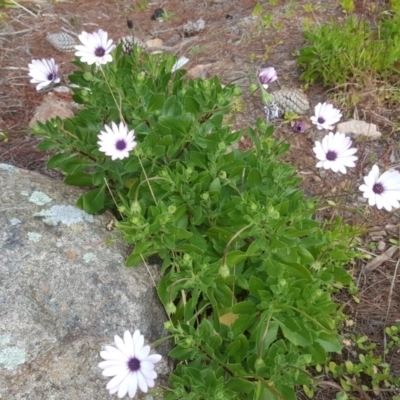 Dimorphotheca ecklonis (South African Daisy) at Isaacs, ACT - 15 Jul 2020 by Mike
