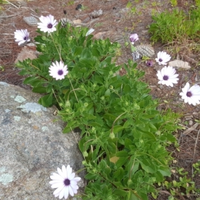 Dimorphotheca ecklonis (African Daisy) at Isaacs, ACT - 14 Jul 2020 by Mike