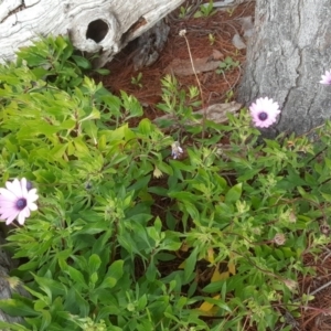 Dimorphotheca ecklonis at Isaacs, ACT - 15 Jul 2020