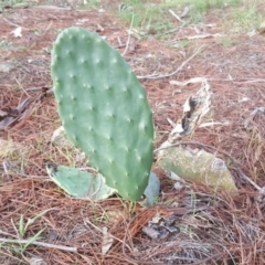 Opuntia stricta (Common Prickly Pear) at Isaacs Ridge and Nearby - 14 Jul 2020 by Mike