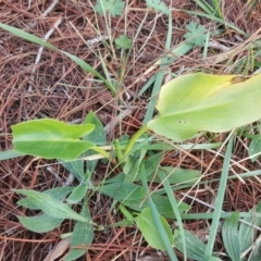 Zantedeschia aethiopica (Arum Lily) at Isaacs Ridge and Nearby - 14 Jul 2020 by Mike