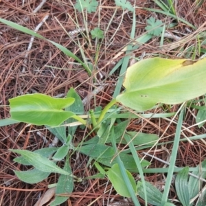 Zantedeschia aethiopica at Isaacs, ACT - 15 Jul 2020